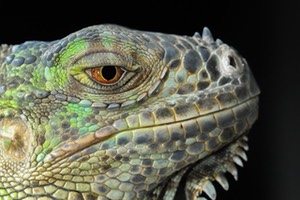 Lizards are also very much like dragons